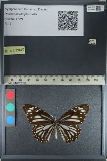 Media type: image;   Entomology 165681